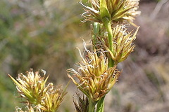 Cyperus thunbergii