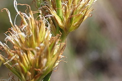 Cyperus thunbergii