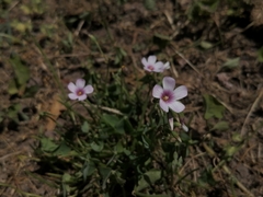 Oxalis