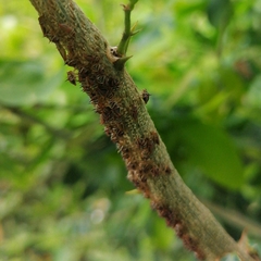 Umbonia crassicornis