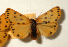 Setina