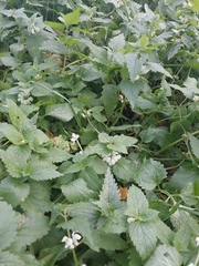 Lamium album