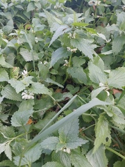 Lamium album