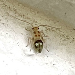 Teliapsocus