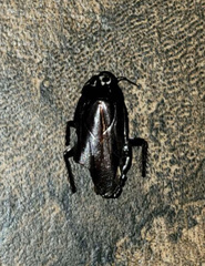 Periplaneta australasiae