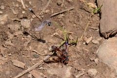 Zetheumenidion