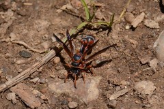 Zetheumenidion