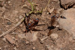 Zetheumenidion