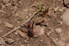Zetheumenidion