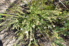 Agathosma planifolia