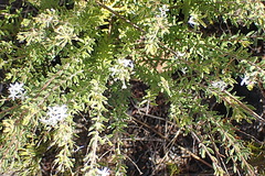 Agathosma planifolia