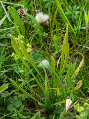 Puccinia hysterium