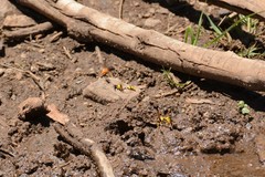 Katamenes macrocephalus