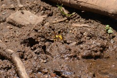 Katamenes macrocephalus