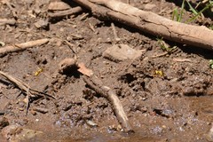 Katamenes macrocephalus