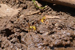 Katamenes macrocephalus