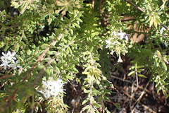 Agathosma planifolia