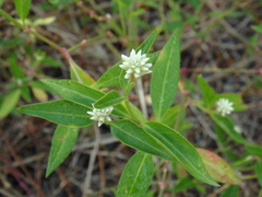 Alternanthera flavescens