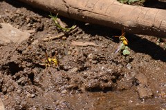 Katamenes macrocephalus