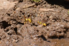 Katamenes macrocephalus