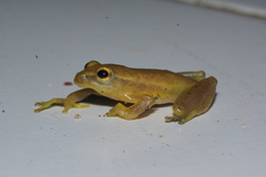 Chirixalus trilaksonoi