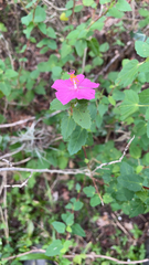 Pavonia lasiopetala