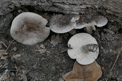 Lactarius cinereus