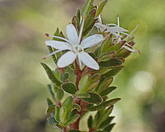 Agathosma planifolia
