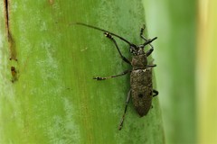 Pelargoderus bipunctatus