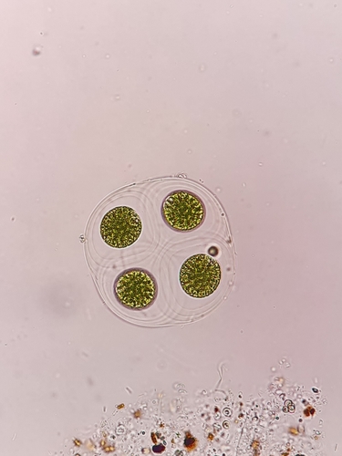 Asterococcus
