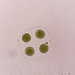 Asterococcus superbus - Photo (c) Petr Knotek, some rights reserved (CC BY), uploaded by Petr Knotek