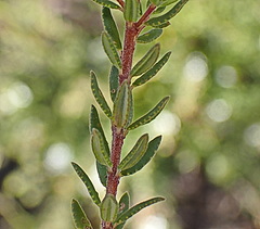Agathosma planifolia