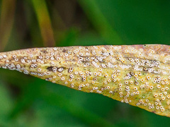 Puccinia hysterium