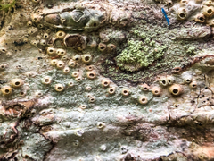 Thelotrema