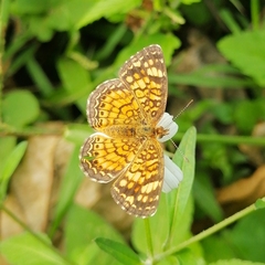 Phyciodes graphica graphica