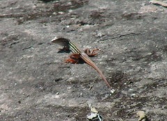 Aspidoscelis costatus