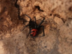 Latrodectus elegans