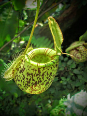 Nepenthes × hookeriana