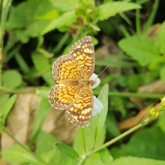 Phyciodes graphica graphica