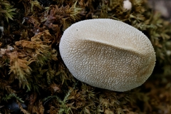 Bryoperdon acuminatum