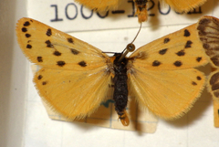 Setina