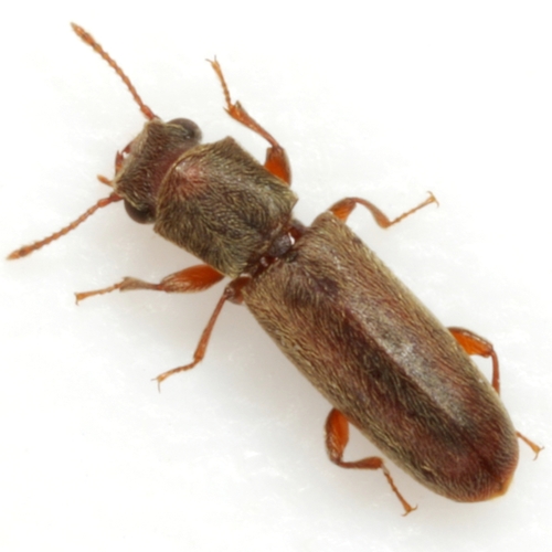 Velvety Powder-post Beetle