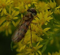 Meliscaeva cinctella