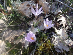 Crocus versicolor