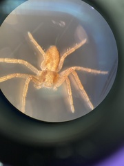 Philodromus rufus