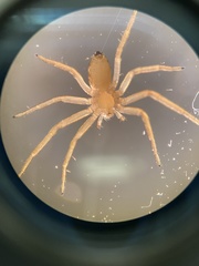 Philodromus rufus