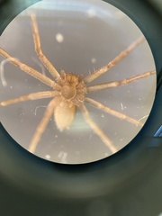 Philodromus rufus