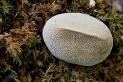 Bryoperdon acuminatum