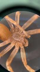 Philodromus rufus