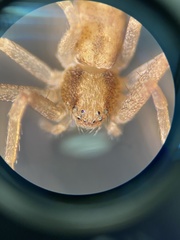 Philodromus rufus